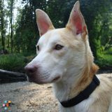 Affordable Dog Lover and Responsible Dog Walker
