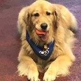 Full Time Pet Sitter/Certified Vet Assistant