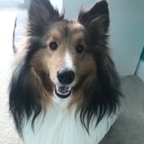 For Hire: Well Trained Dog Walker in Warrenton, Virginia