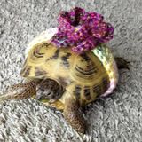 Loving sitter for your pets and critters