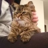 Loving, attentive pet sitter. Female mid 40's and responsible.