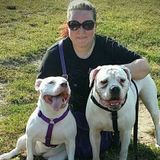 Certified Dog Trainer Offering Professional Dog training/Walking/Walk&Train/Enrichment