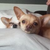 Excellent pet care provider available today!