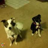 Need a pet sitter for dog