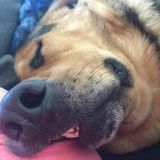 New Rochelle Dog Walker Seeking Work