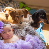 Loving Animal Caregiver in Milton, Ontario