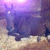 Horse Summer Camp!