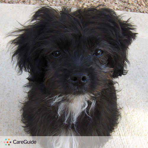 Pet Care Provider Sara Sacks's Profile Picture