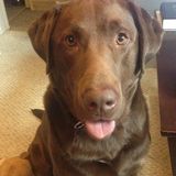 Wonderful Dog Sitting Professional in Edmonton, Alberta