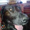 Kind, Loving , Responsible Dog Walker/ Pet Sitter