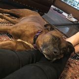 Dog sitting needed for holidays