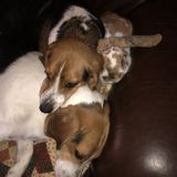 Animals are my passion!