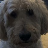 Adorable old dog who enjoys company