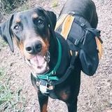 Dog walking, pet sitting and overnight care!