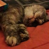 Skillful Cat Sitter Available Immediately