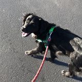 Ready to Walk,Play and Love your Pet