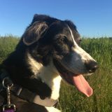 Energetic and friendly