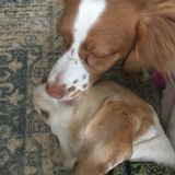 Thunder Bay, Ontario Long-time animal lover and caregiver