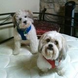 For Hire: Capable House and Pet Sitter in Denver, Colorado