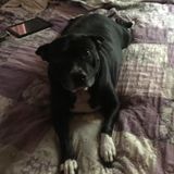 Reliable Animal Caregiver in Corpus Christi