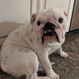 Veterinary Technician for 20 years offering full-time Dog Walking and petsitting/over night care and medicating pets.