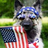 Palmdale Dog Sitter Interviewing For Being Hired