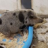 Petsitting for furture . 27 pets