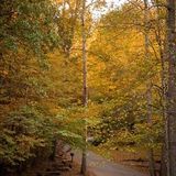 For Hire: Consistent Pet and Housesitter in Cumming, Georgia