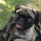 Glad to pet sit any dog or cat