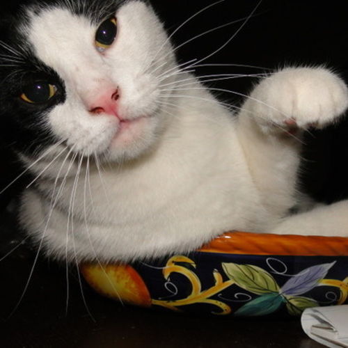 House Sitter Provider Rebecca Yousaf's Profile Picture