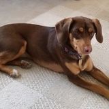 From Military Family Member to House Sitter