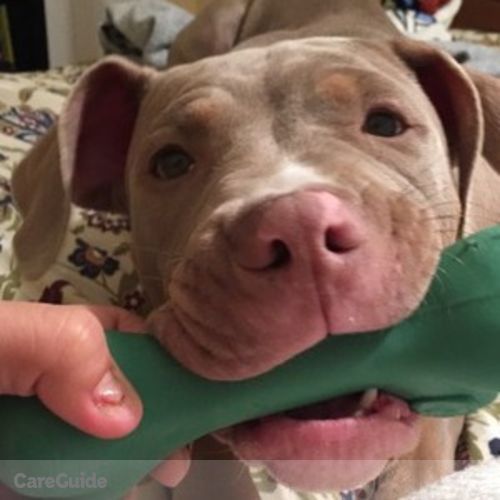 Pet Care Provider Precious M's Profile Picture