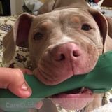 Dogsitter/Dog/boarding