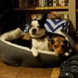 Available: Polite Multi-animal Sitter in Haltom City/Keller Tx
