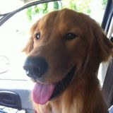 Animal lover, dog walker, pet sitter located in Upland!