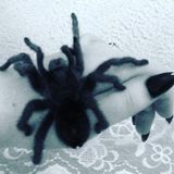 Exotic Pet Sitter and Caretaker.