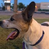 Opportunity for a Reliable Dog Lover.