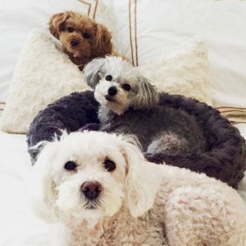 Pet Care Job 's Profile Picture
