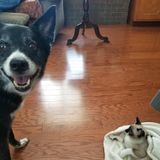 Animal lover in Sand Springs wants to spend time with your furbabies!