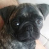 Maggie needs friends!