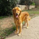 Interested In a Pet Care Provider Job in Acworth