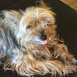 Lachine, Quebec Pet Care Provider and Superviser