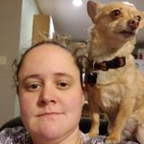 Looking for a Walker and Sitter to Care for a Sweet Chihuahua
