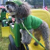 name is Robert and Im a very compassionate n gentle animal lover whos willing to do whatevers needed that Im capable of.