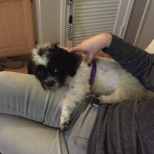House Sitter Provider Geri R's Profile Picture