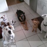 Dependable Pet Sitter Available Whenever & Flexible Hours