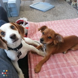 Dog Walker, Dog Feeder And Pet Massage Therapist