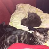 Fun loving animal lovee
