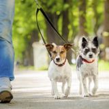 Most Reliable Available person to help with ALL your PET needs