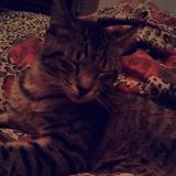 San Antonio Pet Supervisor Seeking Work in Texas